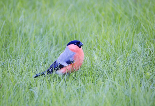 Chardonneret Bullfinch Est Oiseau Chanteur Petite Taille Peu Moineau Ventre — Photo
