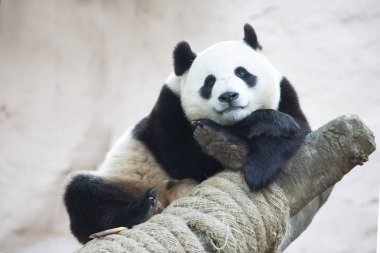 Dev Panda. Ayıgiller familyasından siyah-beyaz renkli bir memeli türü. Dev Panda sadece Çin 'in birkaç batı eyaletinin dağ ormanlarında bulunur..