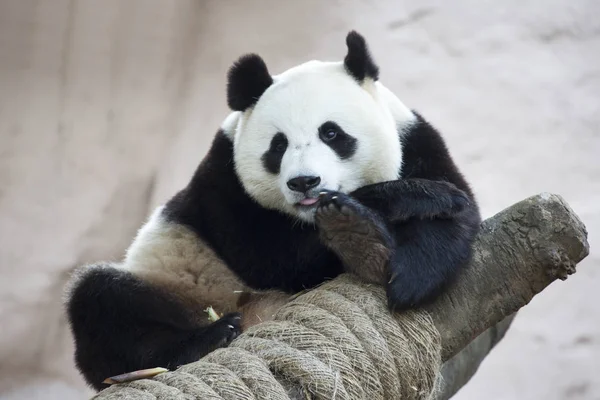 大熊猫是熊科的哺乳动物 有着独特的黑白相间的毛色 大熊猫只在中国西部几个省份的山林中发现 — 图库照片
