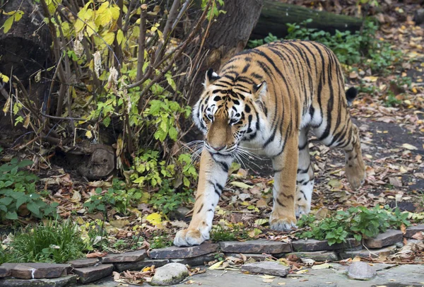 Tigre Amur Tigre Siberiano Predador Família Dos Gatos Que Dos — Fotografia de Stock