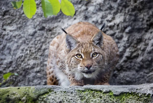 Euraziatische Lynx Euraziatische Lynx Grootste Van Alle Lynxen Benen Groot — Stockfoto