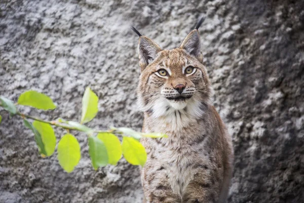 Euraziatische Lynx Euraziatische Lynx Grootste Van Alle Lynxen Benen Groot — Stockfoto