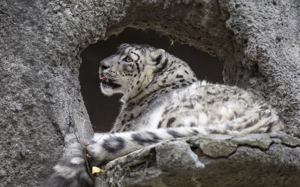 Sneeuwluipaard Het Een Groot Roofzuchtig Zoogdier Van Kattenfamilie Woonachtig Bergen — Stockfoto