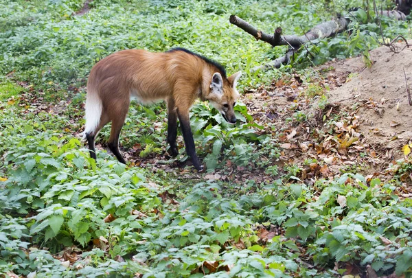 Maned wolf.It is a predatory mammal of the canine family. Translated from Greek, its name means \