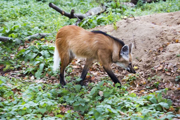 Maned wolf.It is a predatory mammal of the canine family. Translated from Greek, its name means \