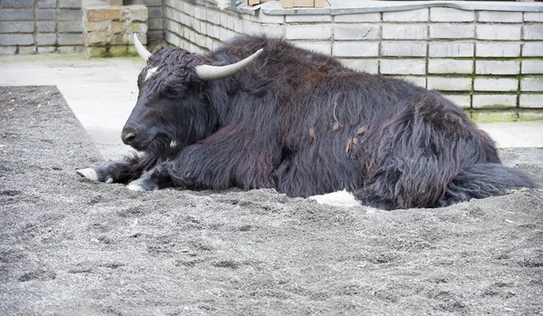 Yak.It is a hoofed mammal. The birthplace of the Yak  Tibet.