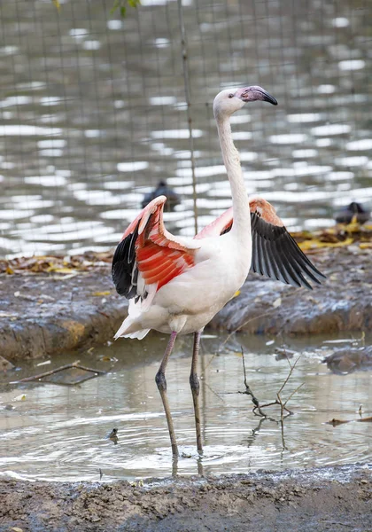 Flamingo Com Plumagem Branca Flamingos São Pássaros Mais Bonitos Estas — Fotografia de Stock