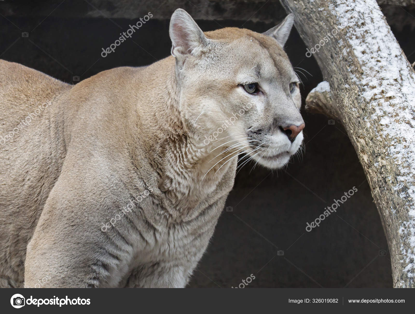 Puma Mountain Lion Feline Predator 