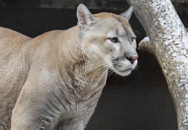 Puma ya da dağ aslanı. O bir kedi avcısıdır. Yetenekli bir avcı. 6 metreden daha yükseğe sıçrayabilir. Cougar da çok hızlıdır ve kolayca ağaçlara tırmanabilir, ağırlığının üç katı ağırlığındaki avı öldürebilir..