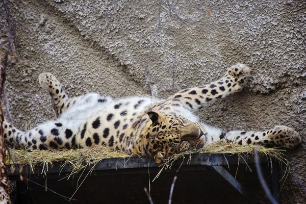 Амурский Леопард Дальневосточный Леопард Амурский Леопард Является Хищным Млекопитающим Семейства — стоковое фото