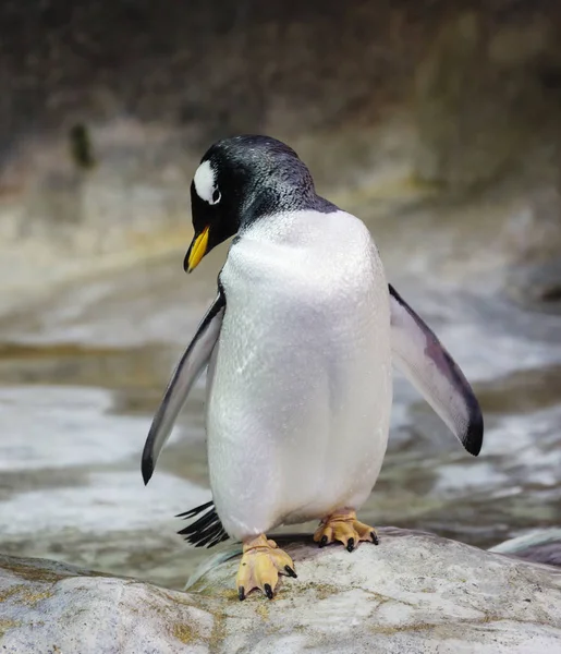 Gentoo Pingvinen Denna Pingvin Kännetecknas Vit Fläck Fjädrar Nära Ögonen — Stockfoto