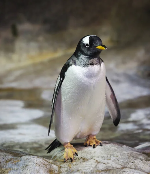 Gentoo Pingvinen Denna Pingvin Kännetecknas Vit Fläck Fjädrar Nära Ögonen — Stockfoto