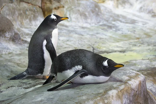 Gentoo pengueni. Bu penguen, gözlerinin yakınındaki beyaz tüylerle ayırt edilir. Onlar suyun altında yüzme rekorunun sahipleri. Saatte 36 km hıza kadar çıkabiliyor! 200 metre derinliğe dalın..