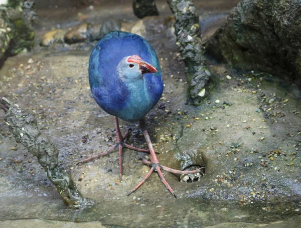 Purpurfarbene Gallinule Dieser Halbwasserlebende Vogel Aus Der Familie Ragt Mit — Stockfoto