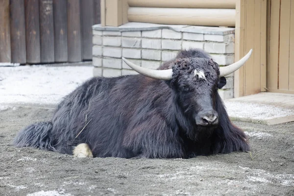 Toro Tibetano Yak Yak Mammifero Zoccolo Garofano Rappresentante Del Genere — Foto Stock