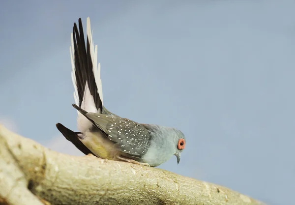 Diamantduif Diamantduif Één Van Kleinste Vertegenwoordigers Van Duivenorde Endemisch Voor — Stockfoto