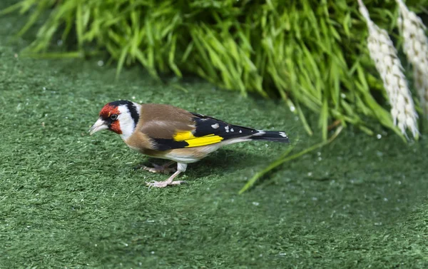 Chardonneret Est Oiseau Chanteur Famille Finch Cette Nature Aviaire Dotée — Photo