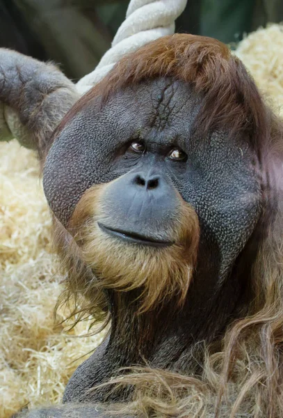 Orangután Macho Lana Larga Color Rojo Marrón Fuerza Increíble Notable — Foto de Stock