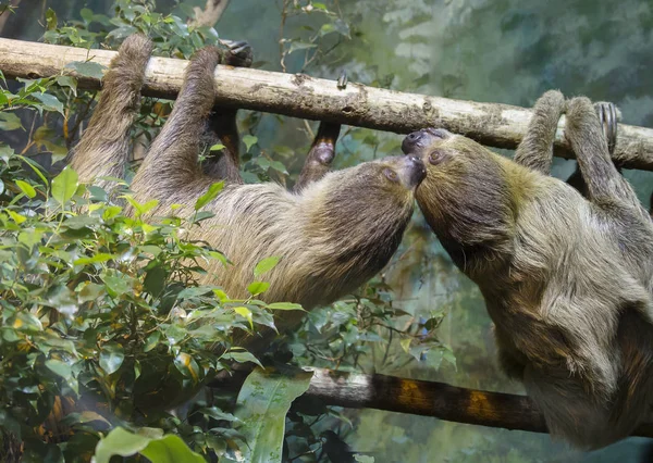 Sloth. Sloths are mammals that feed on tree leaves, although they may occasionally eat an insect or small lizard. Sloths spend most of their time hanging from a tree branch with their backs down.