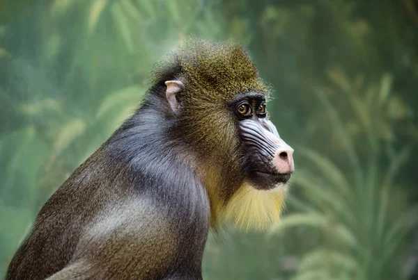 Вид Приматов Семейства Мармеладовых Мандриллы Являются Крупнейшими Представителями Рода Бабуинов — стоковое фото