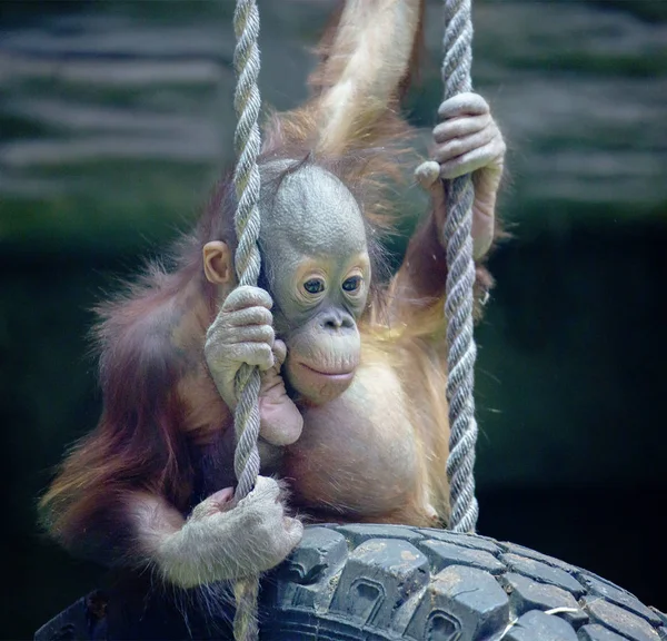 Orangután Cub Ape Arbóreo Grande Los Orangutanes Viven Solo Las — Foto de Stock
