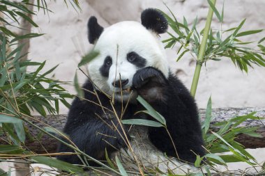 Dev Panda. Bu ayı ailesinin siyah beyaz önlüklü bir memelisi. Büyük Panda sadece Çin 'in dağ ormanlarında bulunur..