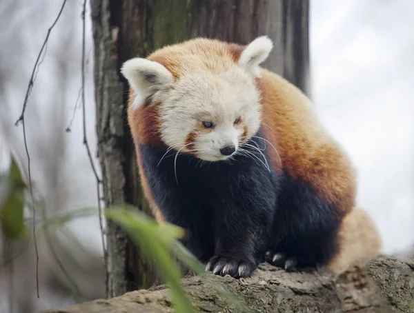 Piccolo Panda Panda Rossa Questo Panda Più Grande Gatto Sulla — Foto Stock