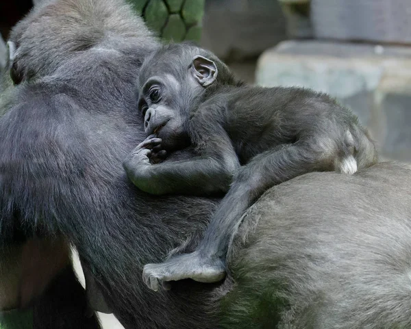 Gorila Bebé Gorila Miembro Más Grande Familia Monos Comen Principalmente — Foto de Stock