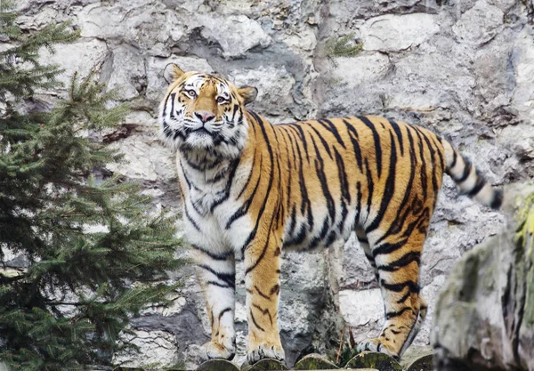 Szibériai Tigris Egy Ragadozó Macska Családból Ami Párduc Nemzetség Egyik — Stock Fotó