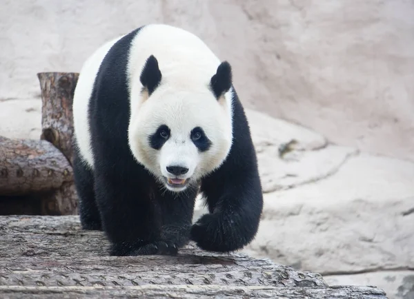 Giant Panda Pattedyr Bjørn Familien Med Sort Hvid Pels Det - Stock-foto