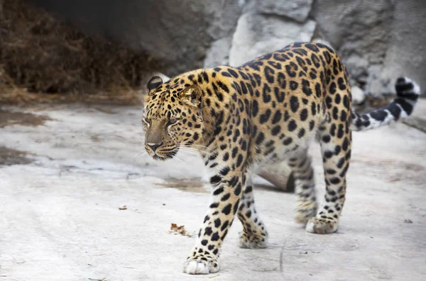 Амурский Леопард Хищное Млекопитающее Семейства Кошек Уникальные Виды Находящиеся Угрозой — стоковое фото