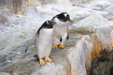 Gentoo pengueni. Gözlere yakın beyaz bir tüy beneği ile ayırt edilir. Onlar suyun altında yüzme rekorunun sahipleri. Saatte 36 km hıza ulaşabilirler! 200 metreye kadar dalarlar..