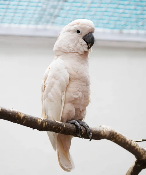 Moluccan Kakaosu Nadir Bulunan Son Derece Güzel Beyaz Papağanlar Arasındaki — Stok fotoğraf