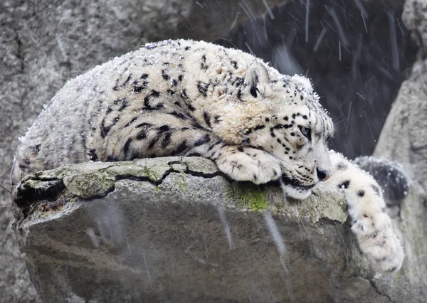 Sneeuwluipaard Het Een Groot Roofzuchtig Zoogdier Van Kattenfamilie Dat Bergen — Stockfoto