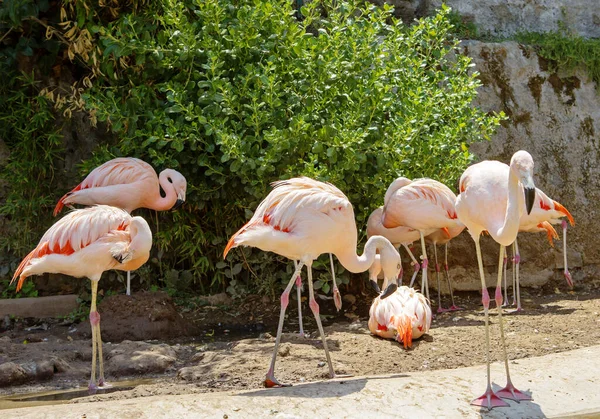 Růžoví Flamingos Úžasně Krásné Peří Královské Držení Těla Právem Staví — Stock fotografie