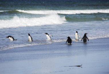 Port Stanley 'de. Falkland Adaları. Birleşik Krallık. Gentoo pengueni. Bu kuşlar siyah kafanın tepesinden geçen geniş beyaz bir şerit ve siyah uçlu parlak turuncu-kırmızı bir gagayla kolayca tanınırlar..
