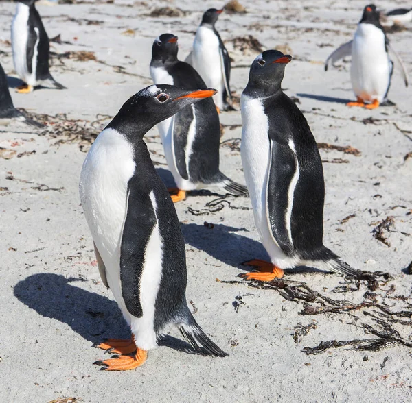 Port Stanley Falklandsöarna Förenade Kungariket Gentoo Pingvin Dessa Fåglar Känns — Stockfoto