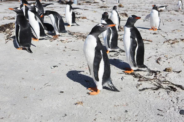 Port Stanley Falklandsöarna Förenade Kungariket Gentoo Pingvin Dessa Fåglar Känns — Stockfoto