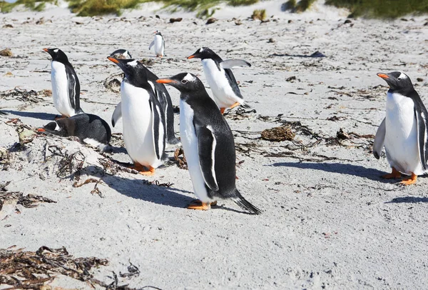Port Stanley Falkland Islands United Kingdom Gentoo Penguin Birds Easily — Stock Photo, Image