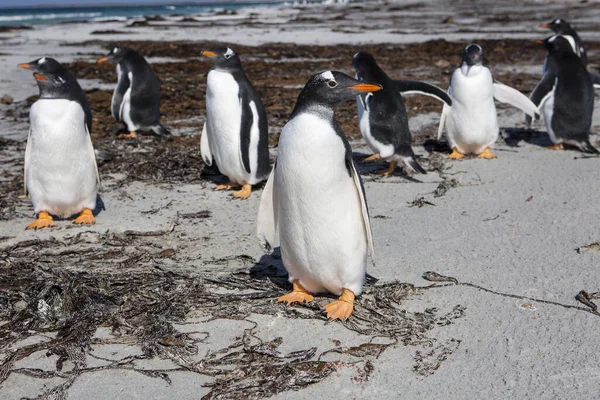 Port Stanley Falklandsöarna Förenade Kungariket Gentoo Pingvin Dessa Fåglar Känns — Stockfoto