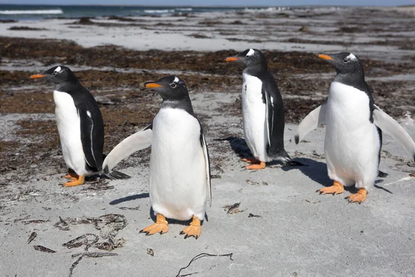 Port Stanley Ilhas Malvinas Reino Unido Pinguim Gentoo Estas Aves — Fotografia de Stock