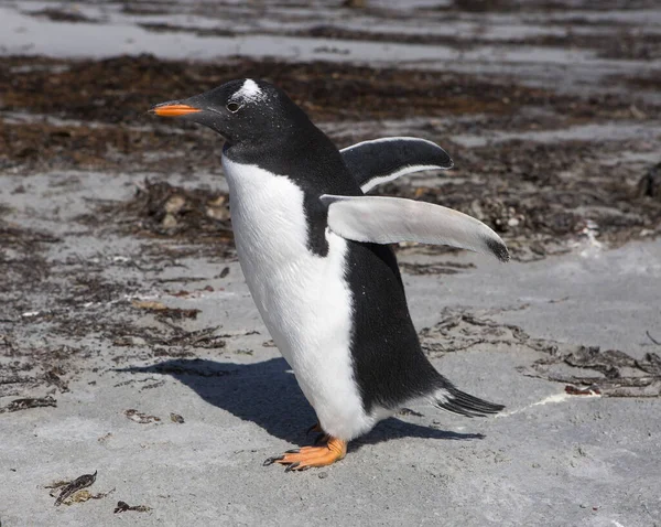 スタンレー港 フォークランド島 イギリス ジェンツーペンギン これらの鳥は簡単に黒い頭の上を通って実行されている広い白いストライプと黒の先端を持つ明るいオレンジ色の赤い法案によって認識されます — ストック写真