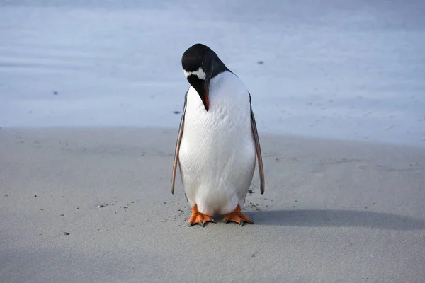 Port Stanley. Falkland islands. United Kingdom. gentoo penguin. These birds are easily recognized by a broad white stripe running through the top of the black head and by a bright orange-red bill with a black tip.