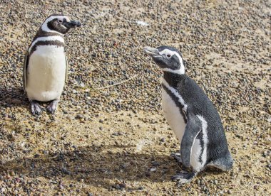 Puerto Madryn. Arjantin. Macellan pengueni. Macellan pengueni adını, penguenlerin yaşam alanını keşfeden Ferdinand Macellan 'dan almıştır. Ana üreme alanı Patagonya kıyıları, Tierra del Fuego, Falklands Adalarıdır..