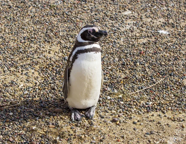 Puerto Madryn Argentina Pinguim Magalhães Pinguim Magalhães Recebeu Nome Ferdinand — Fotografia de Stock