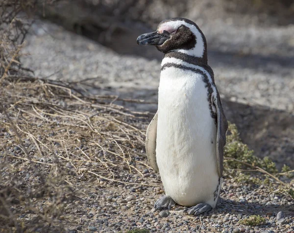 Puerto Madryn Argentina Pinguim Magalhães Pinguim Magalhães Recebeu Nome Ferdinand — Fotografia de Stock