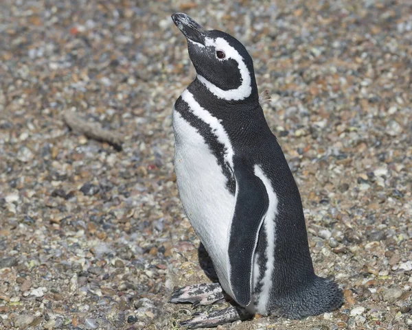Det Puerto Madryn Argentina Magellansk Pingvin Den Magellanska Pingvinen Uppkallad — Stockfoto