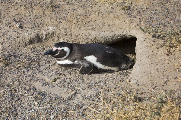 Puerto Madryn Argentina Pinguim Magalhães Buraco Pinguins Magalhães Durante Época — Fotografia de Stock