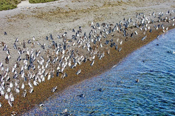 Puerto Madryn Argentina Magellanic Penguin Colony Coast Punta Tombo Magellanic — Stock Photo, Image