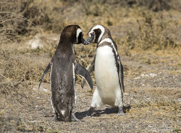 Puerto Madryn Argentina Dança Acasalamento Pinguins Magalhães Durante Época Acasalamento — Fotografia de Stock